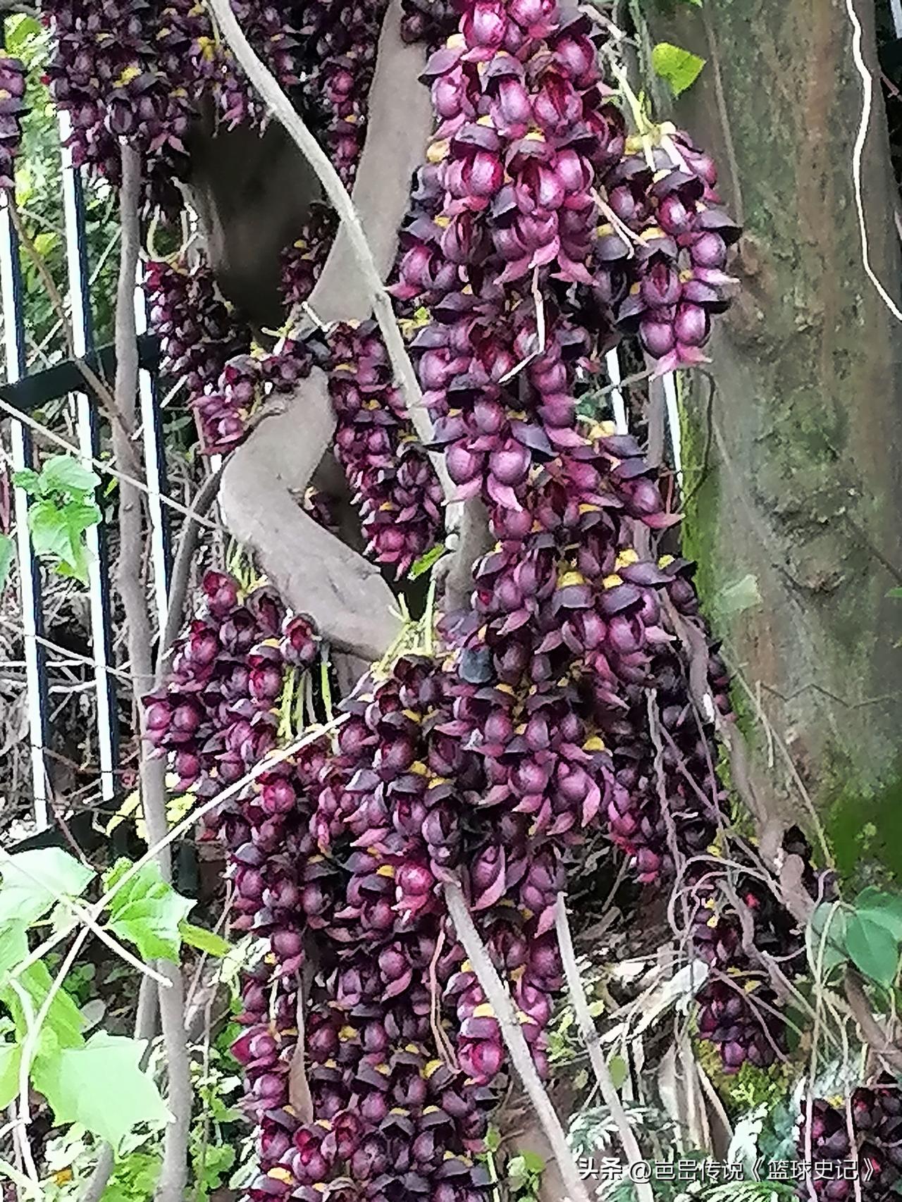 看看你相册里最近拍的花
