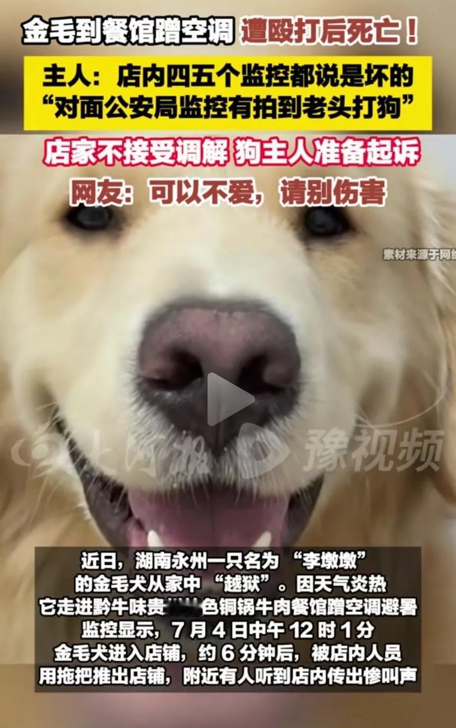 湖南永州，金毛趁着主人不在家，偷偷开门溜出去玩，疑似进入附近的一家餐馆蹭空调，六