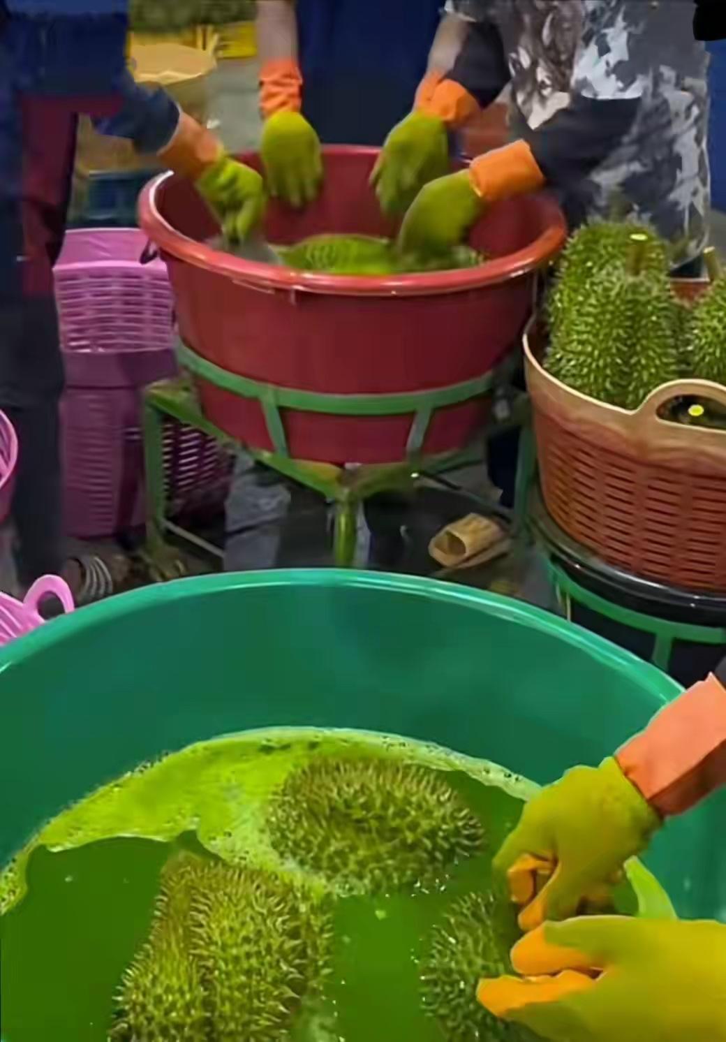 简直天要塌了，中国娘们爱吃的泰国榴莲竟然用工业染黄剂装熟。2月2日海关报告，发现