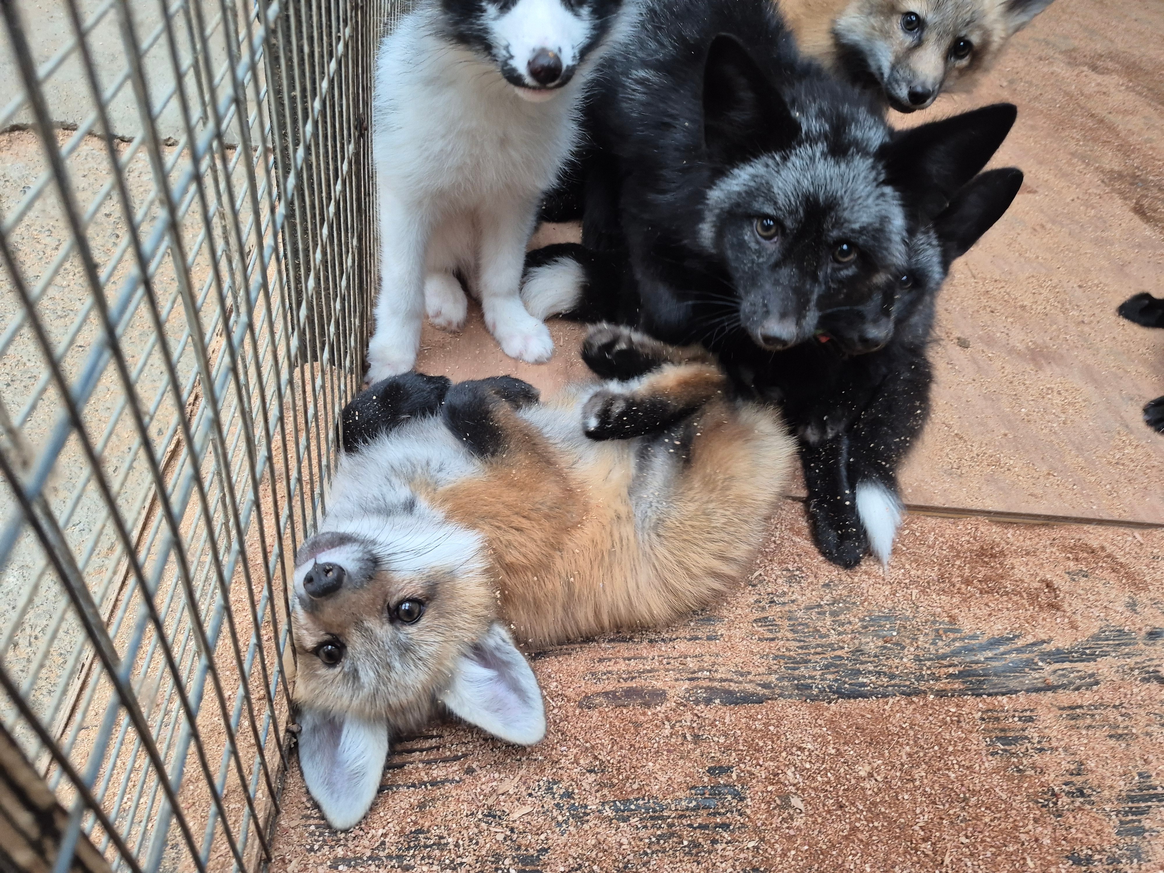 狐狸 好像在懒散想躺平的心情和警戒心之间僵持不下呢©️kon_fox_villa
