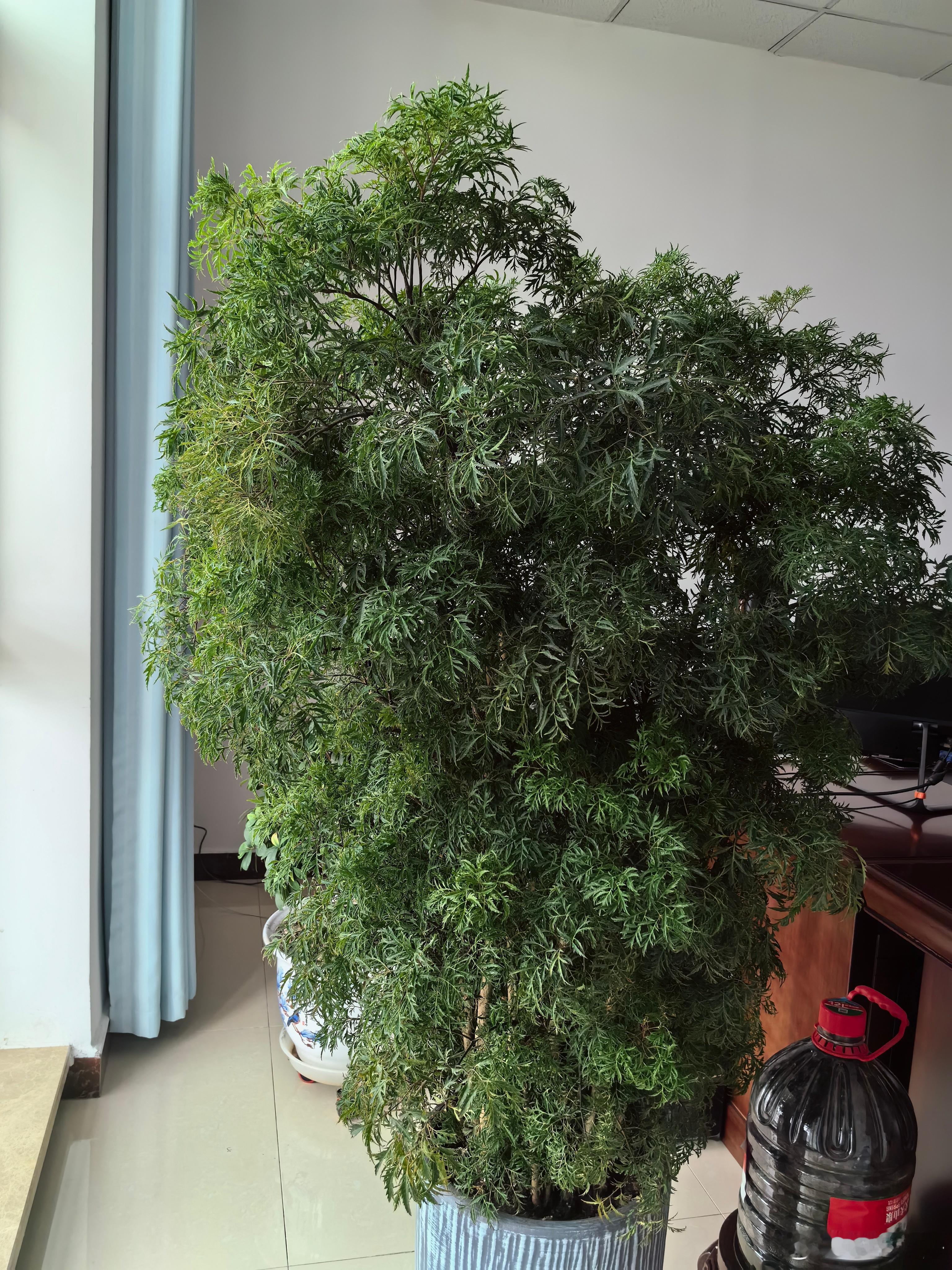 大家认识这是棵什么#花# 吗？花店告诉我说这叫福禄桐。查了一下，福禄桐的寓意是富