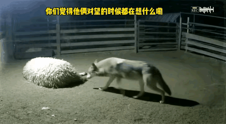 两个家伙感觉都很突然，站着的这个东西应该是一条狼，看它耷拉着尾巴，以及它的耳朵和