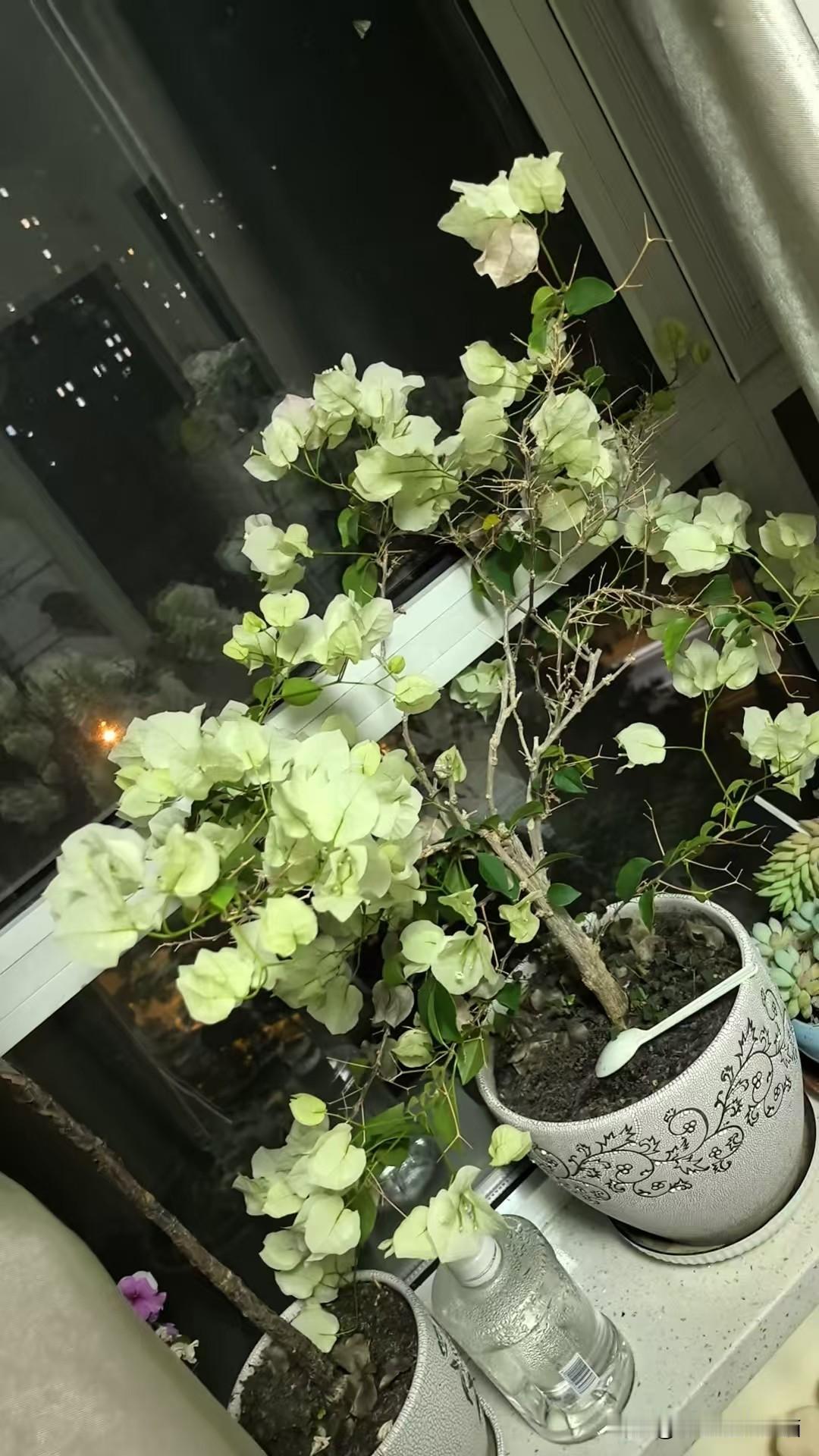 阳台治愈小花 窗台边的花朵 
显摆一下！把我家养的花，拍下来分享给大家！送您一份