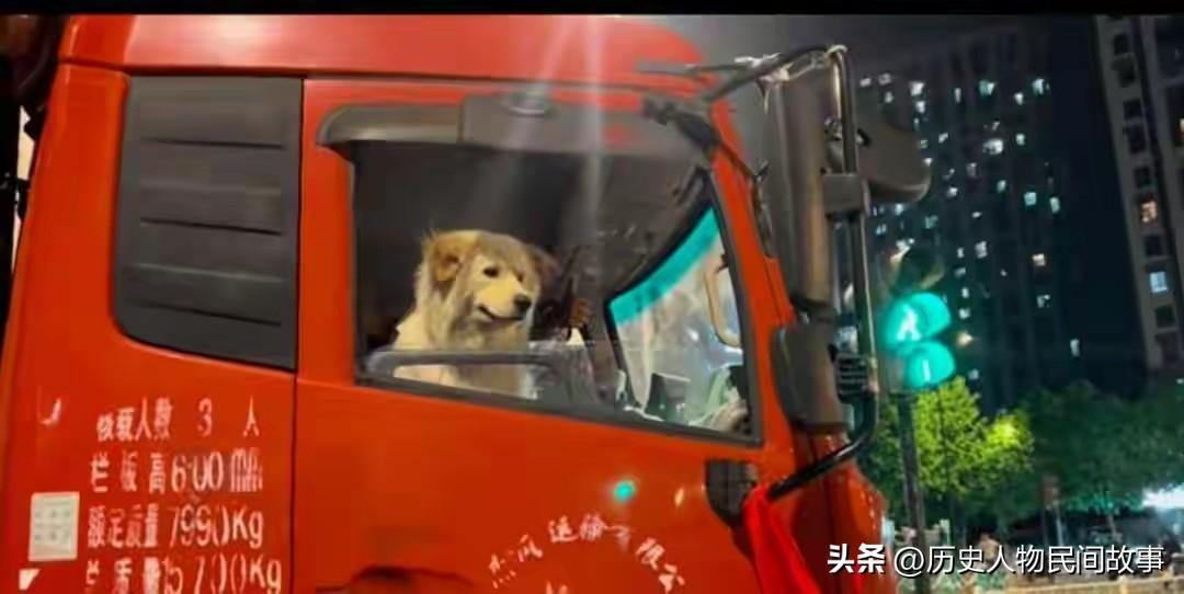 黑龙江货车司机与小狗：千里路途，一人一狗双向治愈
 
黑龙江货车司机小张常年跑长