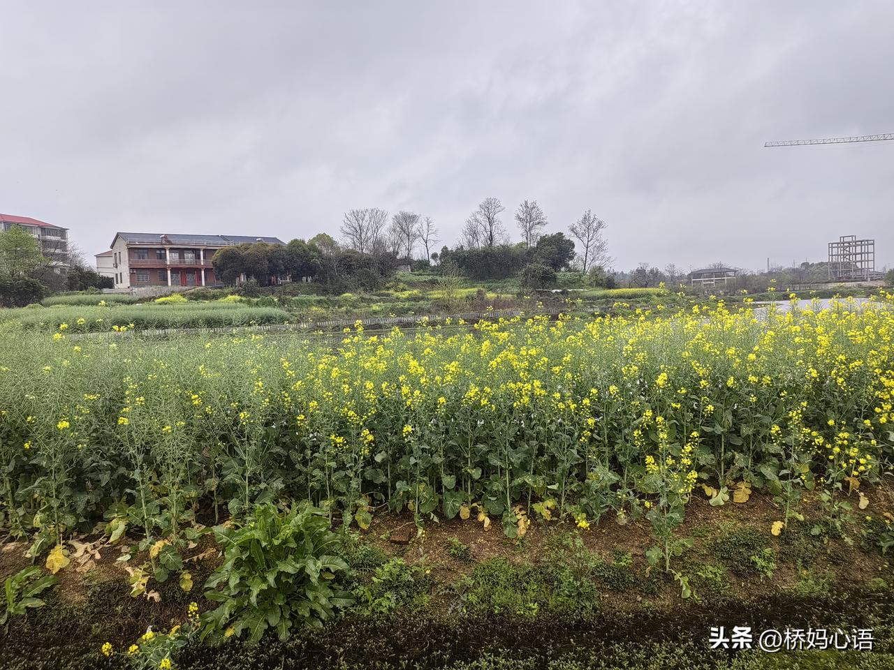 老公的外甥女，虽然很有钱，但是也很不幸，有点心疼她。

老公的外甥女是她二姐的女
