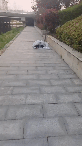 河南一女子早上起来去河边散步的时候，意外发现两个年轻人竟然在这里搭地铺睡觉？
虽