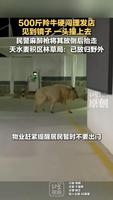 “活久见！”甘肃天水，一头重达500斤的羚牛突然冲进街边一家理发店，对着多面镜子