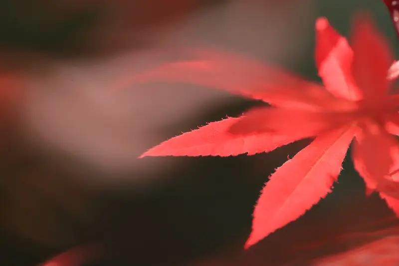 拍红叶超有讲究！拍红叶人像很有氛围感。可以在红枫下捧着书阅读，让搭子在侧面后退拍