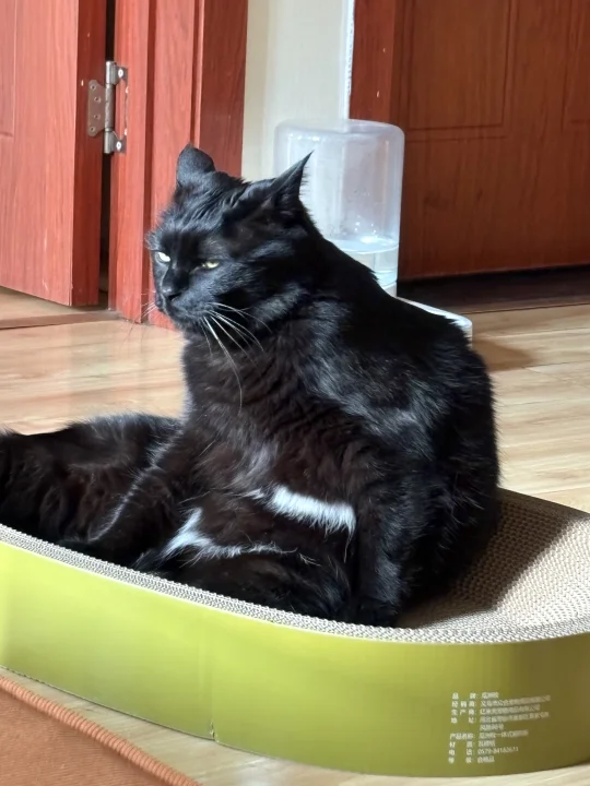 这猫是不是背着我健身…偷喝蛋白粉了？！