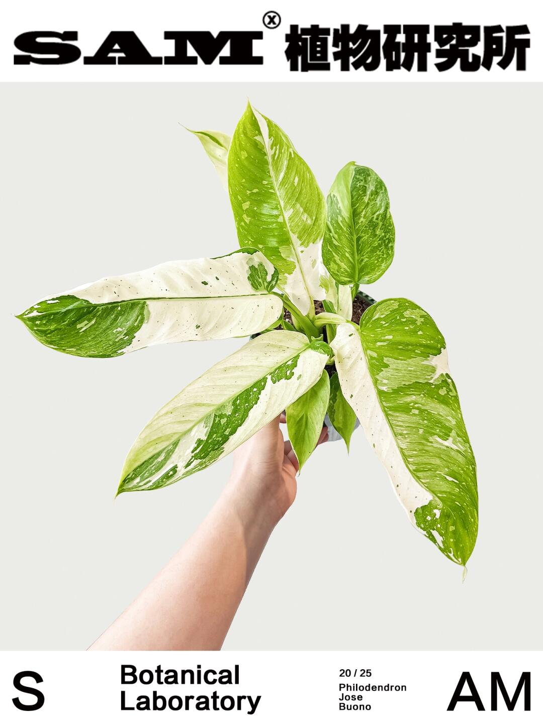 布诺蔓绿绒｜Philodendron 'Jose Buono'
