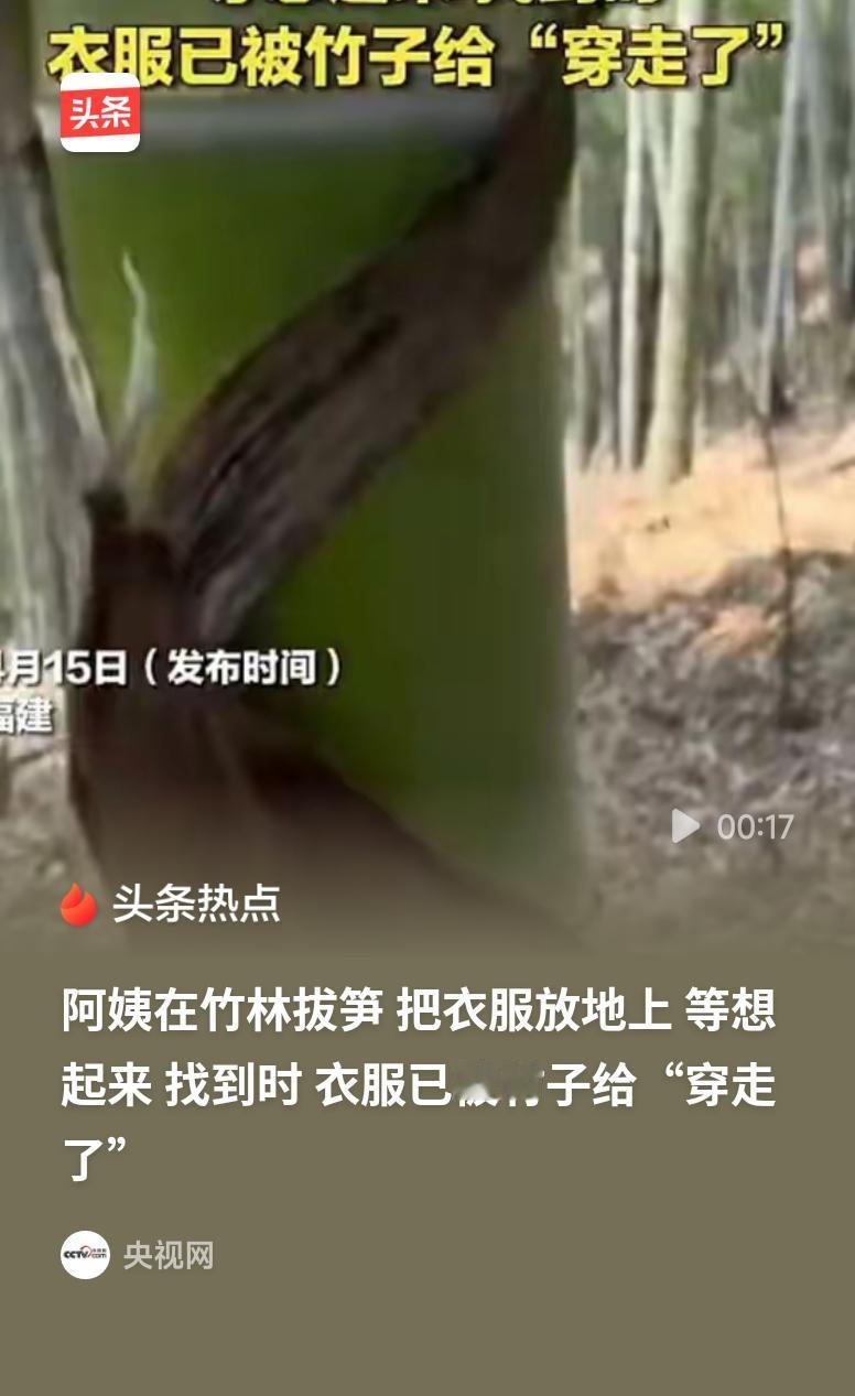 阿姨拔笋忘掉的衣服被竹子“穿走”这则趣事太逗了！竹子惊人的生长速度，把阿姨遗忘的