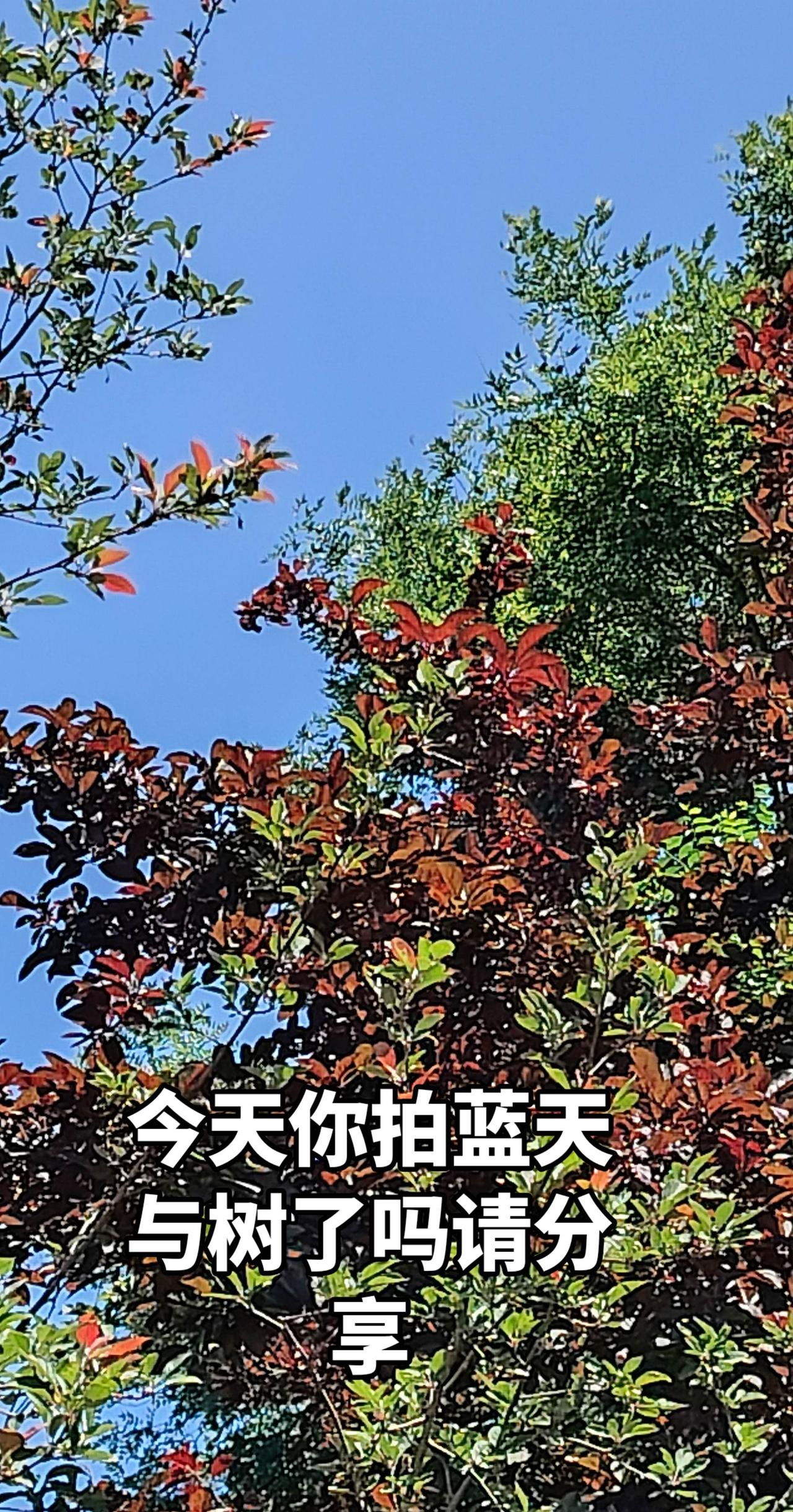 我发现蓝天白云与花树的碰创更美吃喝玩乐分享计划 自然赋予的创作灵感