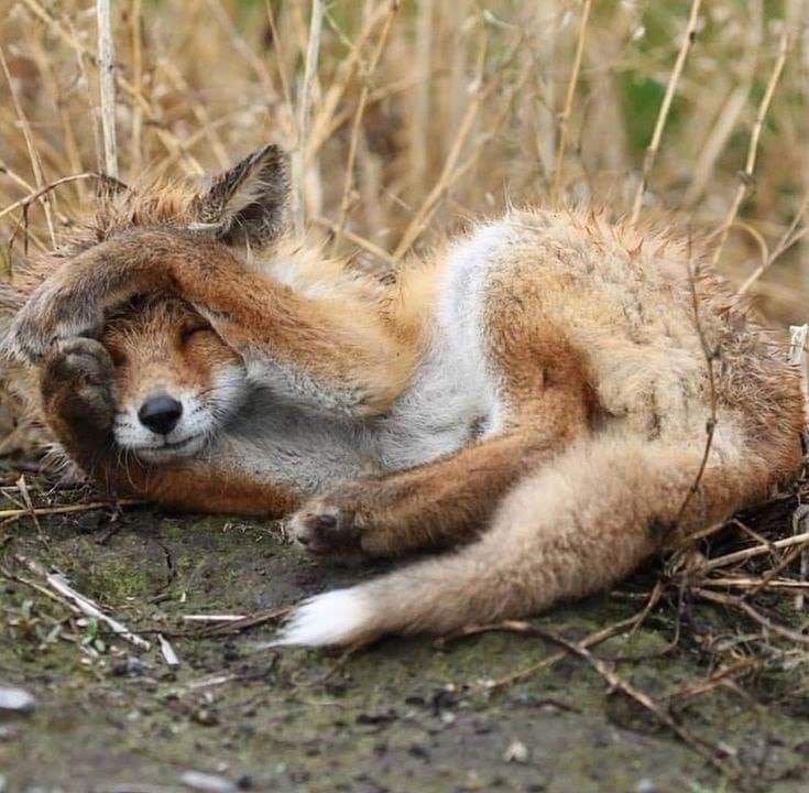 狐狸[超话] 小狐狸正洗脸 ​​​