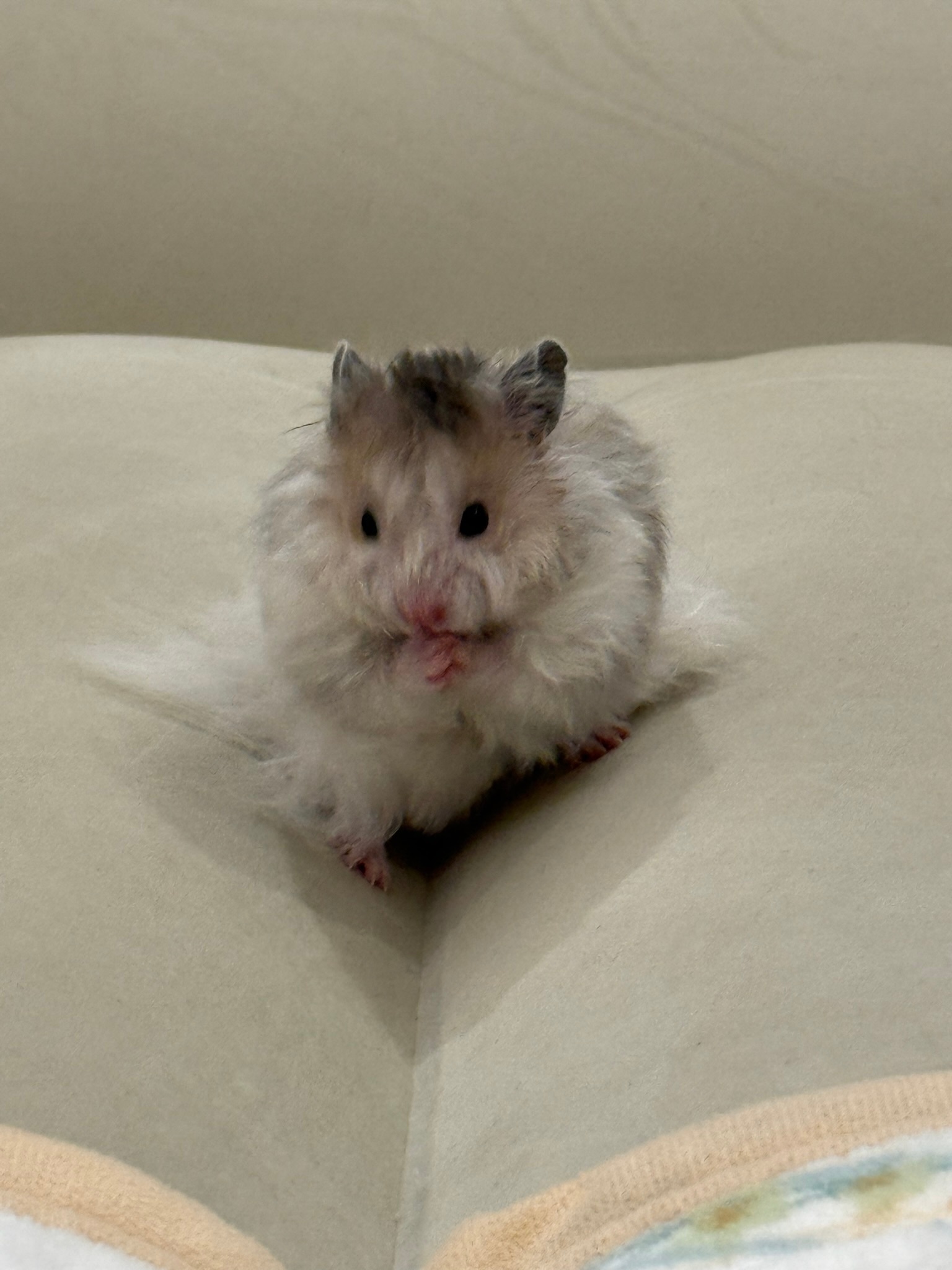 非常爱干净的鼠鼠了 