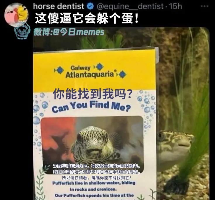 我没喊开始

（euine_dentist）

今日meme[超话] 今日mem