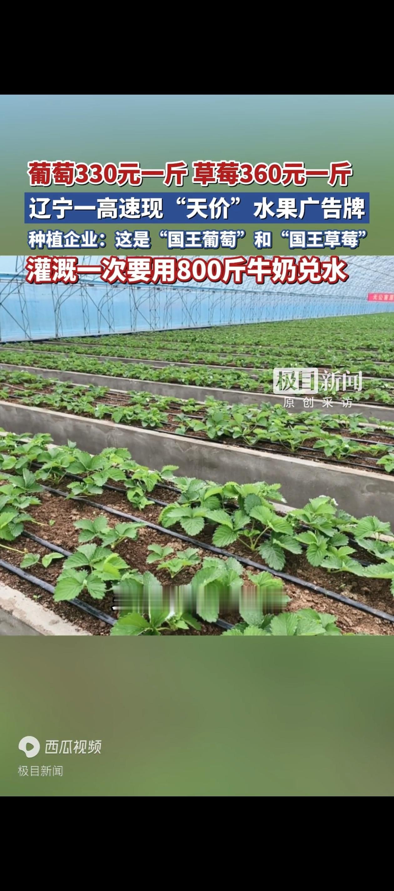 330元一斤的葡萄和360元一斤的草莓在平常人眼里或许不可思议，但广告就是这么做