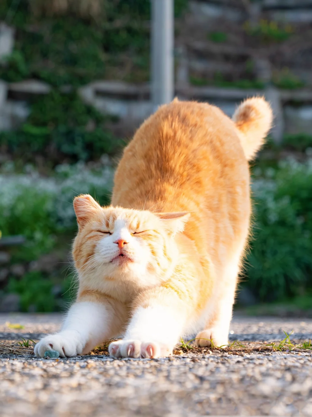 沉浸式猫式伸展