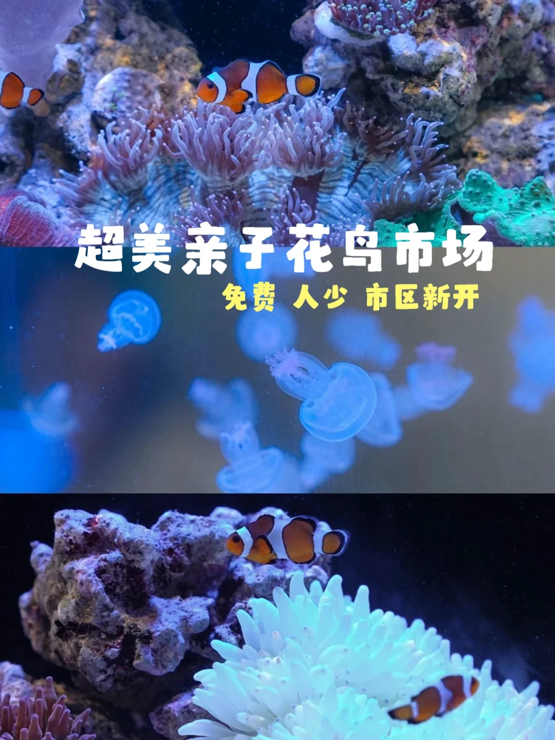 上海新开！藏在市区里的超美亲子花鸟市场