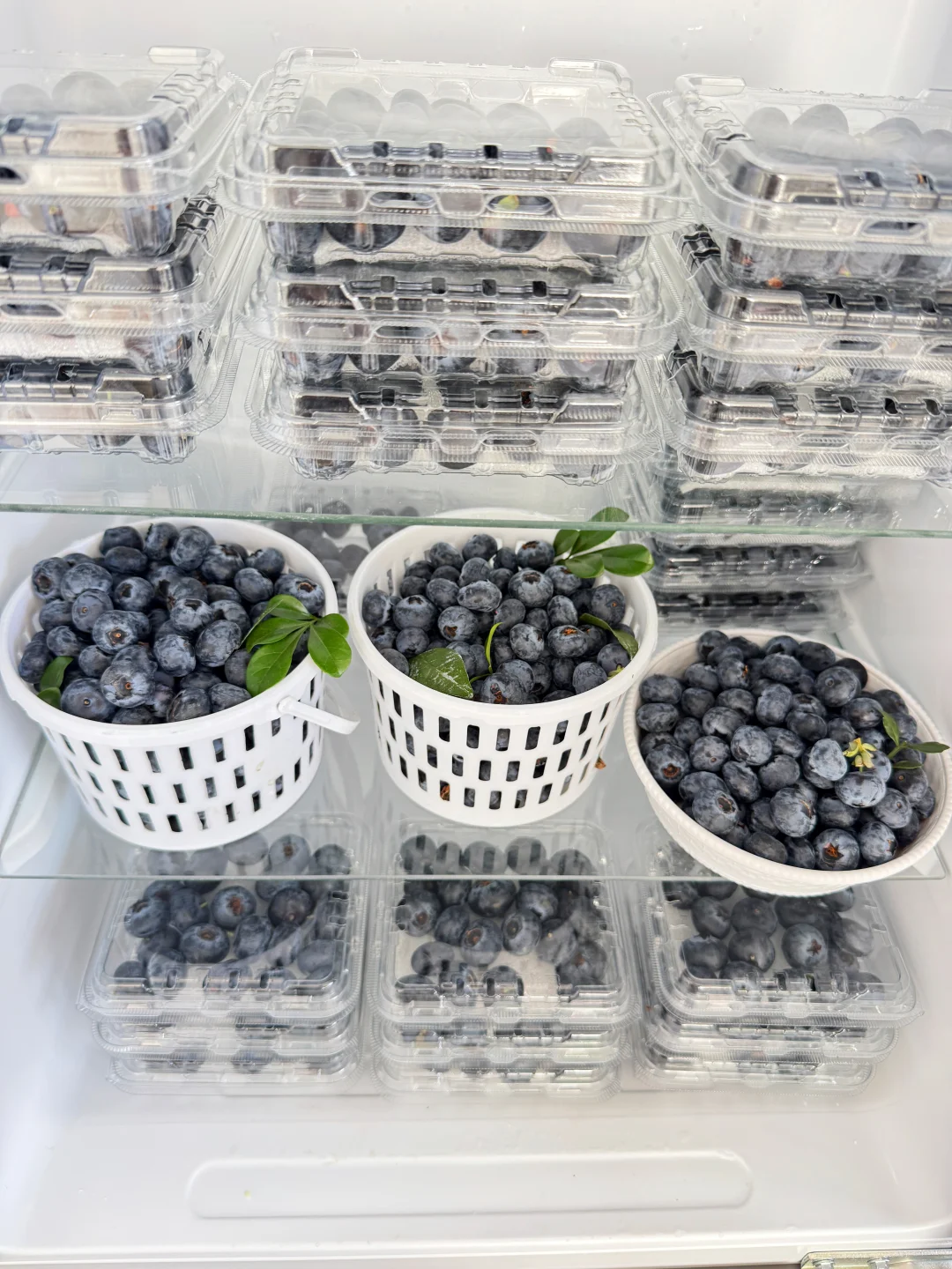 粉丝说过年要把我家花香蓝莓囤满冰箱！