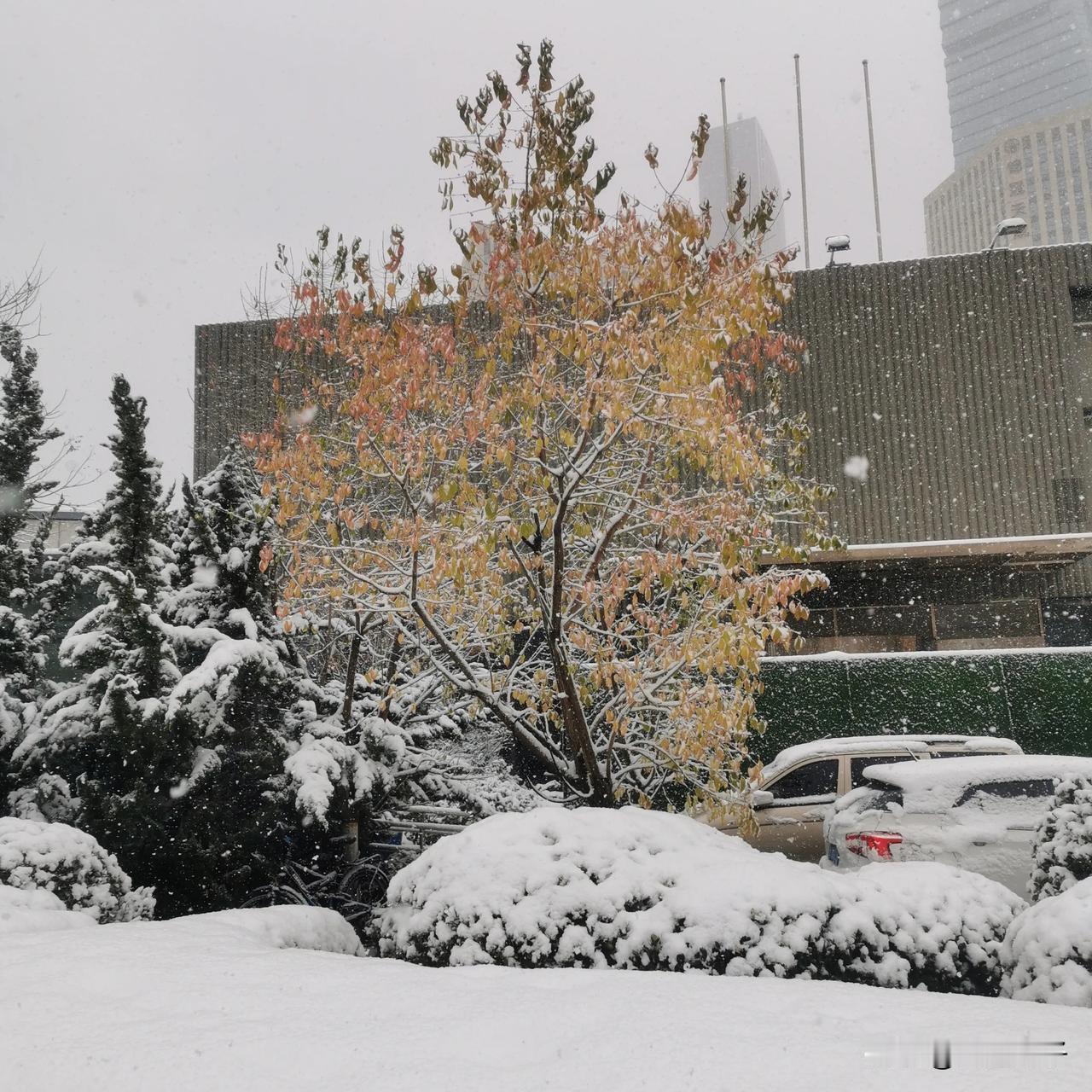 这是今冬第1场雪，我在港湾广场地铁站门口拍摄的雪景照片。
带有焦黄颜色的树叶，上