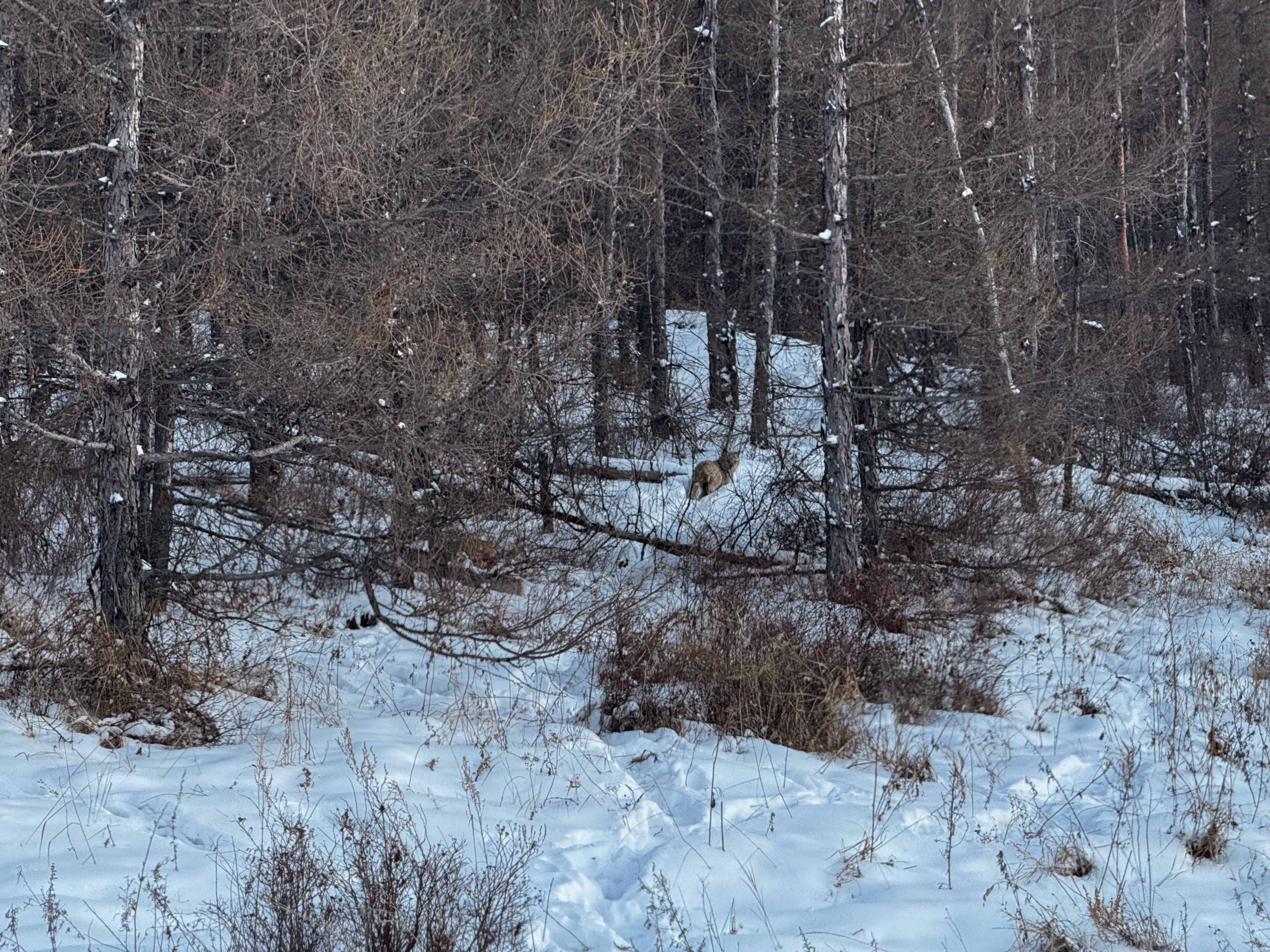 最近冬测的这四台车，各种突发情况层出不穷，全是万一没有一万。这四台车分别是：某合