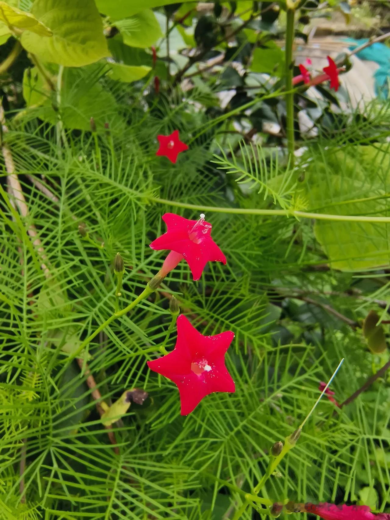 下联：满池夏荷鲜。