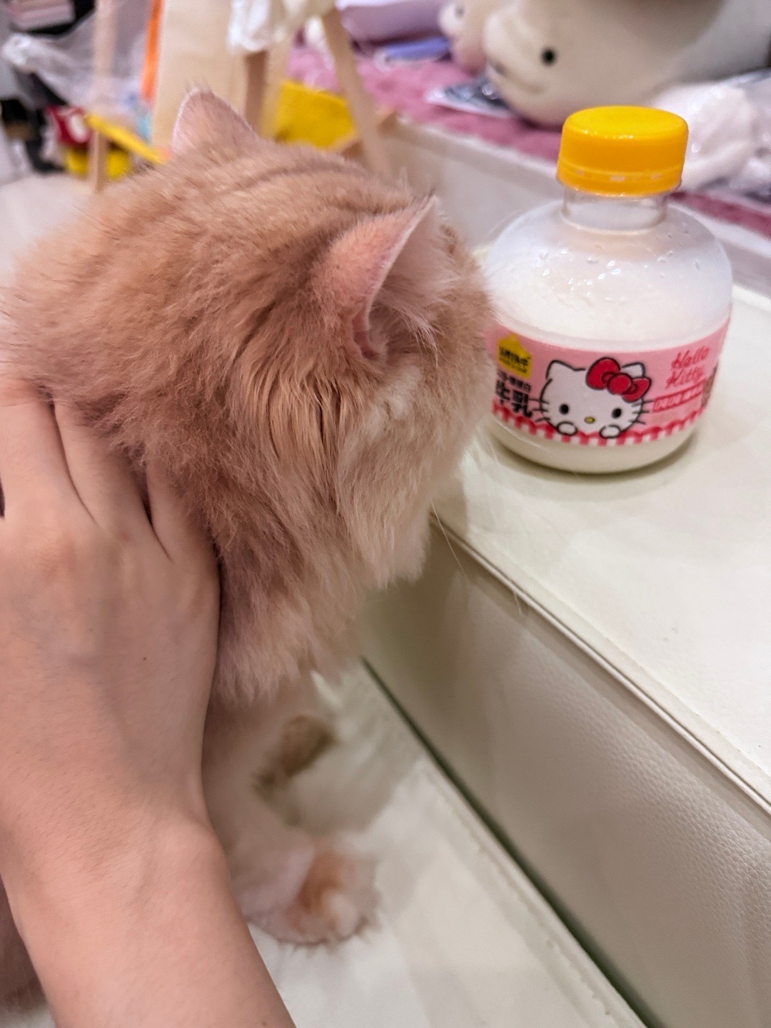 来自胖福宝的凝视记录治愈系 ​​​