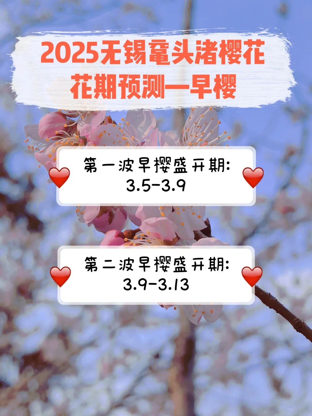 预测❗️无锡鼋头渚早樱盛开期:3.9-3.13