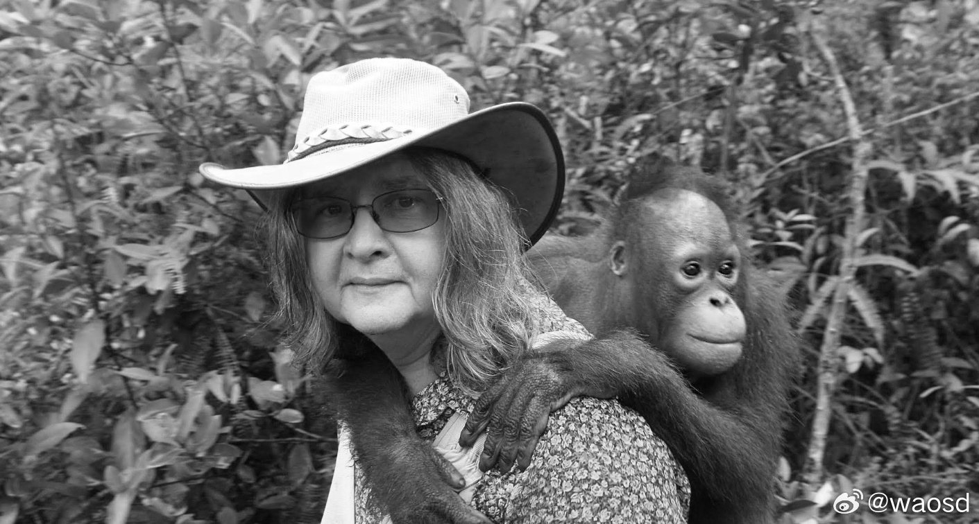 送别加尔迪卡斯：五十年扎根雨林，为红毛猩猩奔走一生2026年3月26日消息，知名