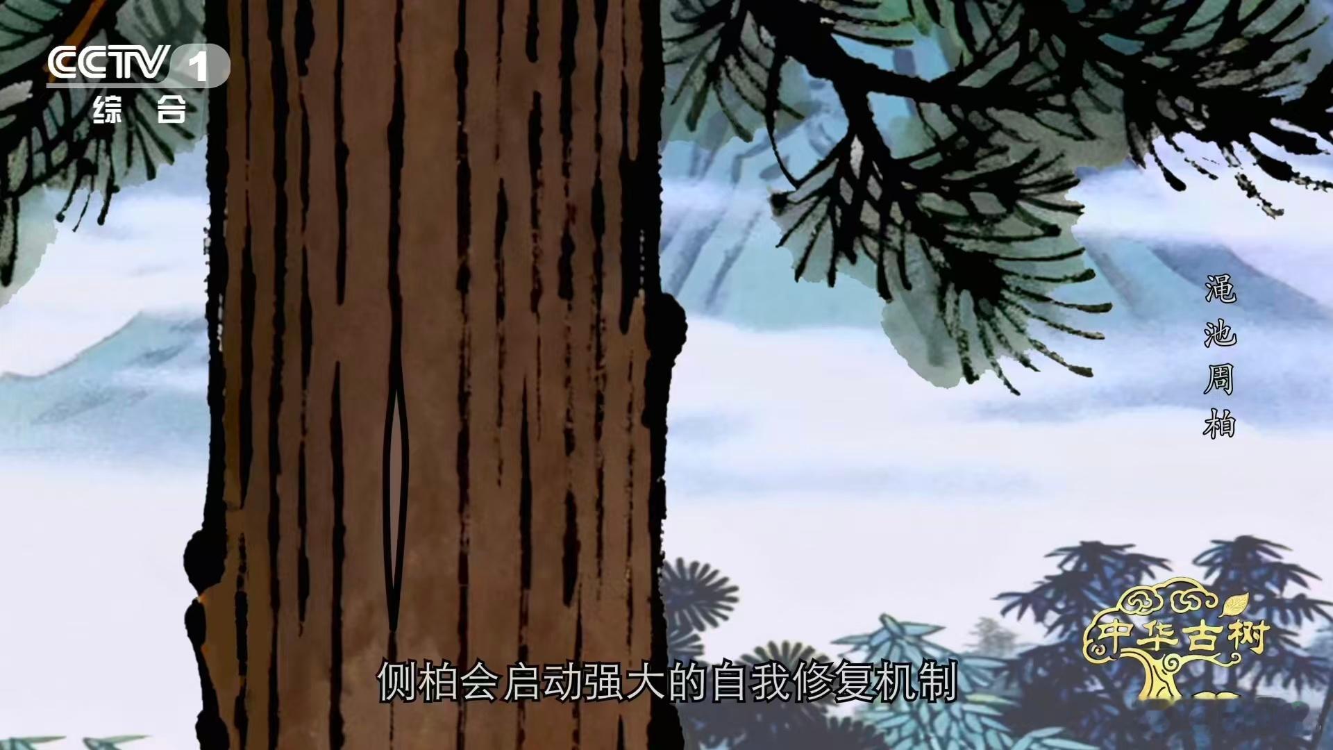 3千多岁柏树遭日军轰炸仍屹立 这种千年傲骨真的让人看着赞叹不已，甚至于它的存在就