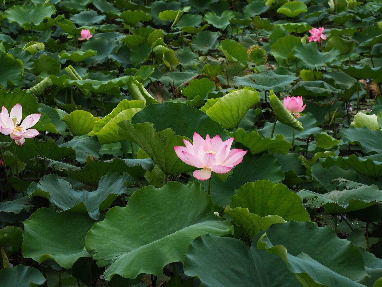 


青春期的孩子为啥便秘，如何处理。