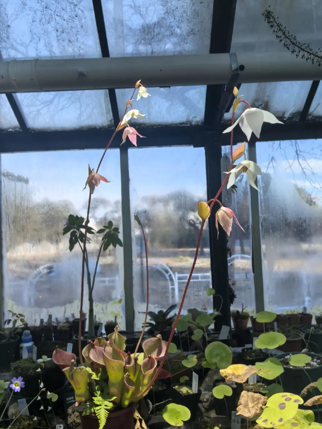 免费的北京国家植物园温室
