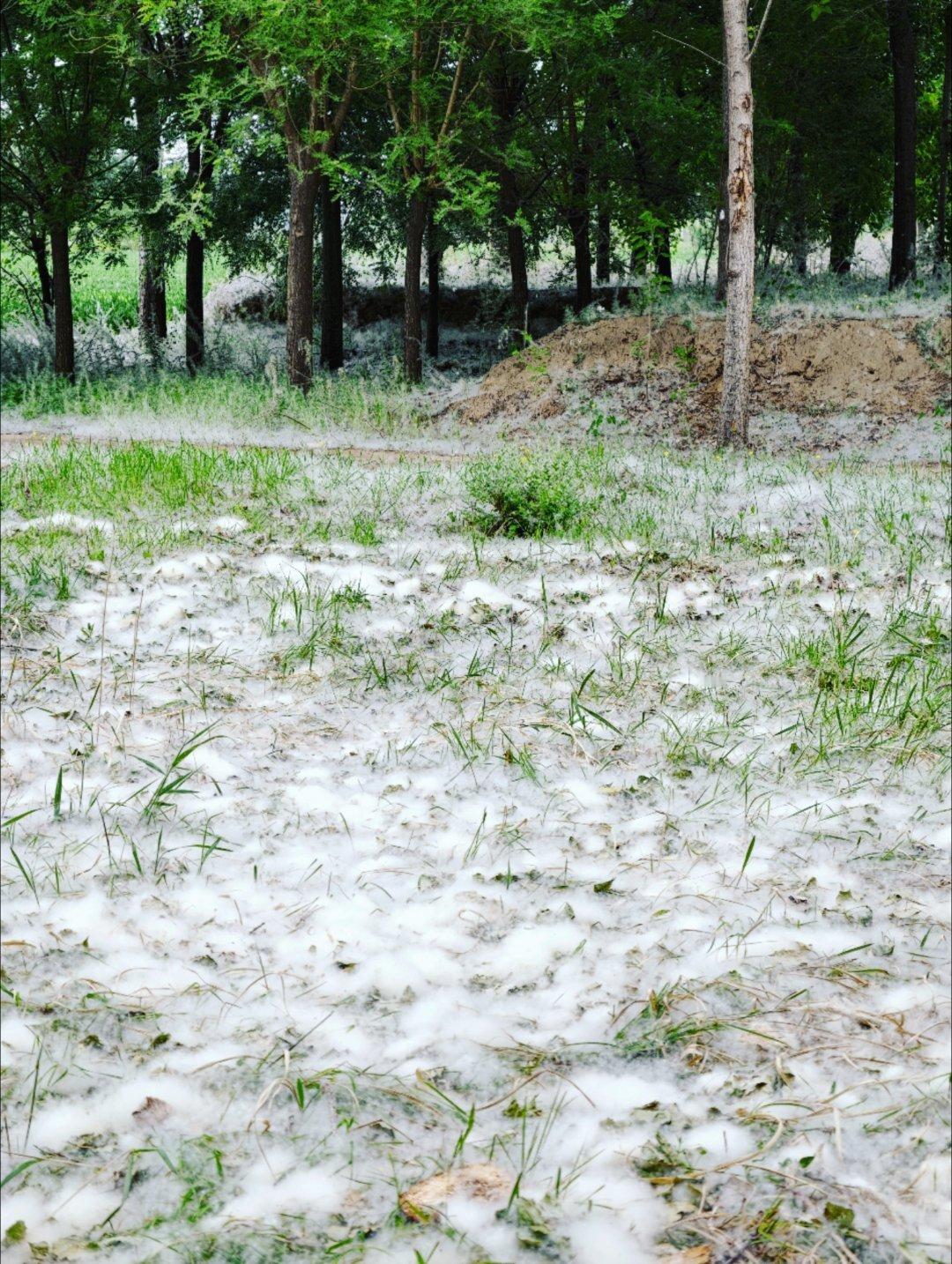 说真的，我也是第一次看到这么夸张的杨柳絮。。。这地方就好像一个吸尘器，把周边的杨