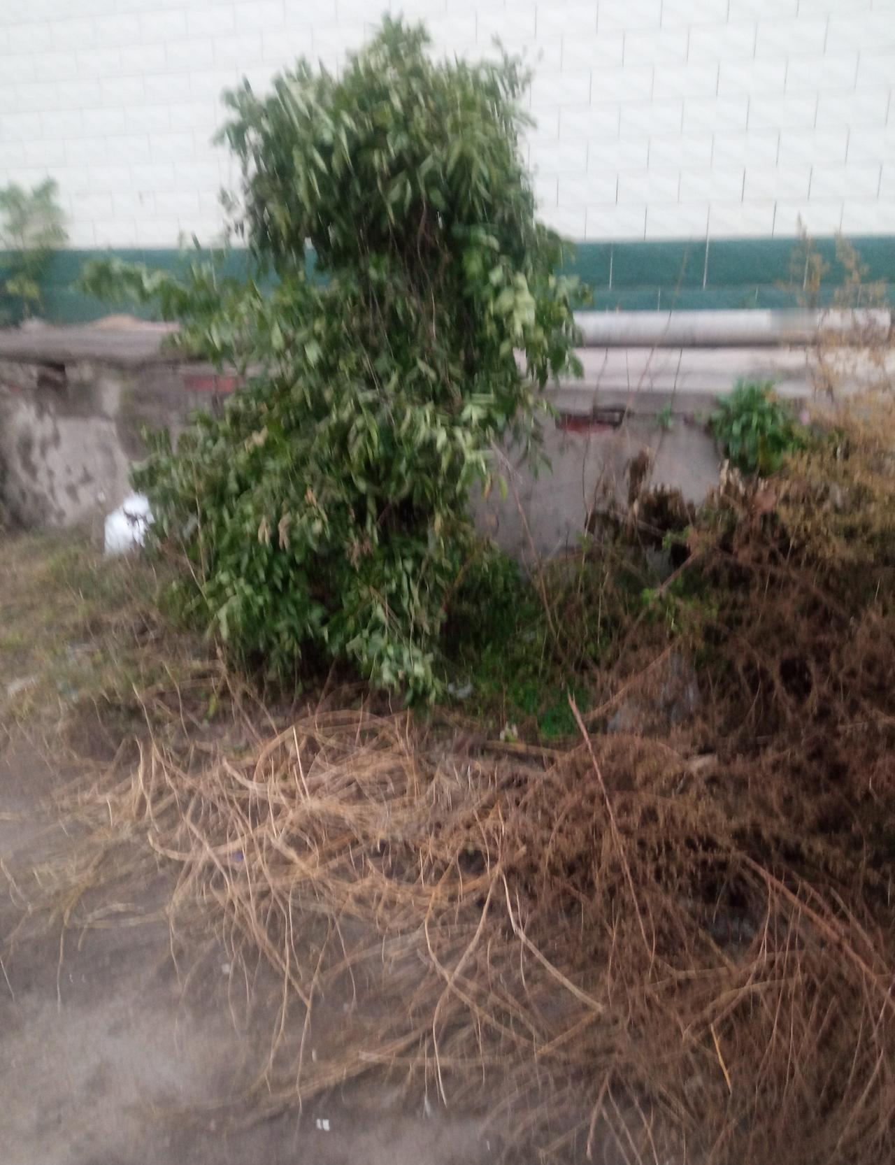 枣树疯成“绿巨人”，一颗枣不挂，急得人想砍树？
别冲动，问题八成出在“吃太饱”