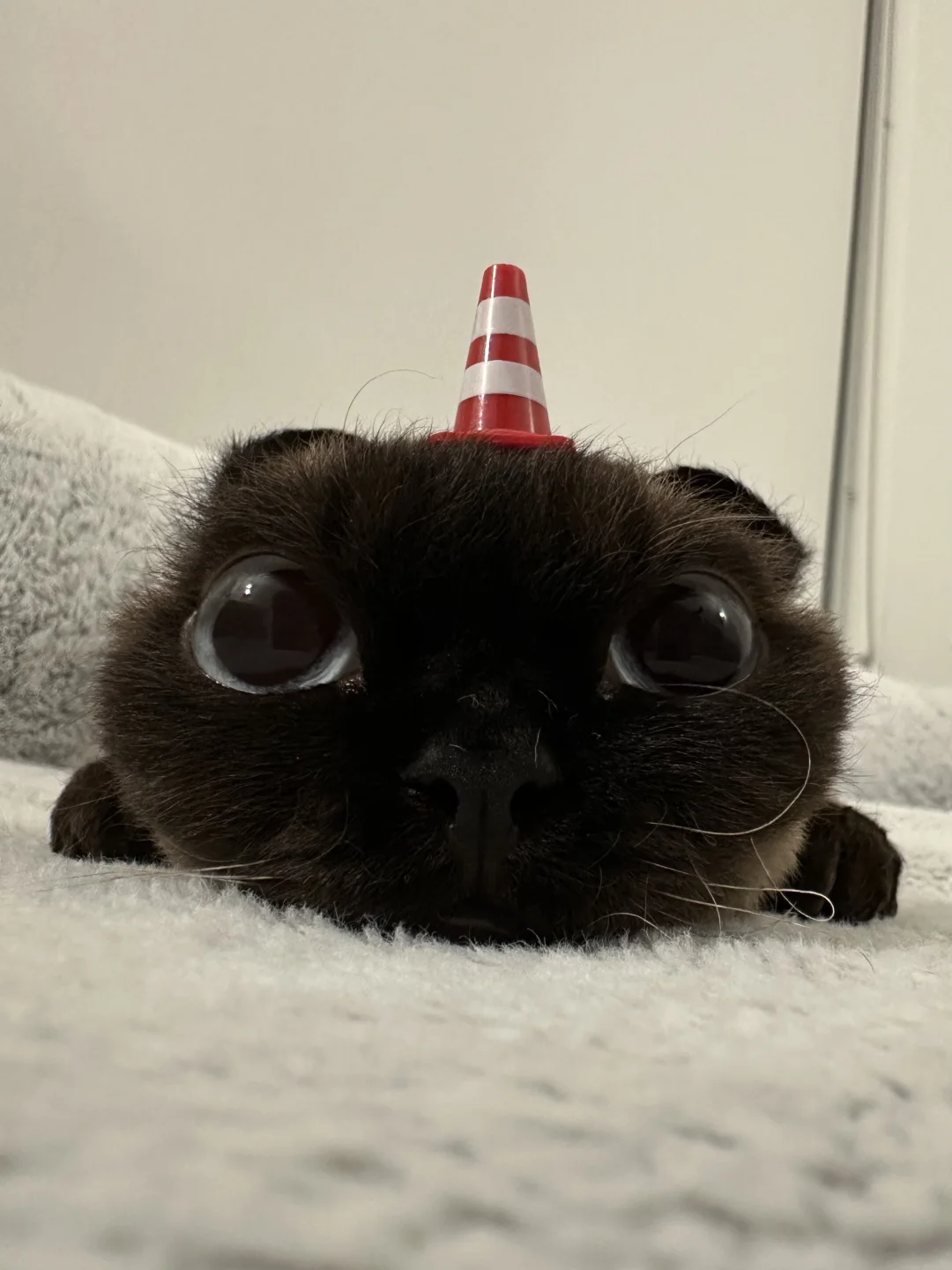 扁头猫的头是真的平！
