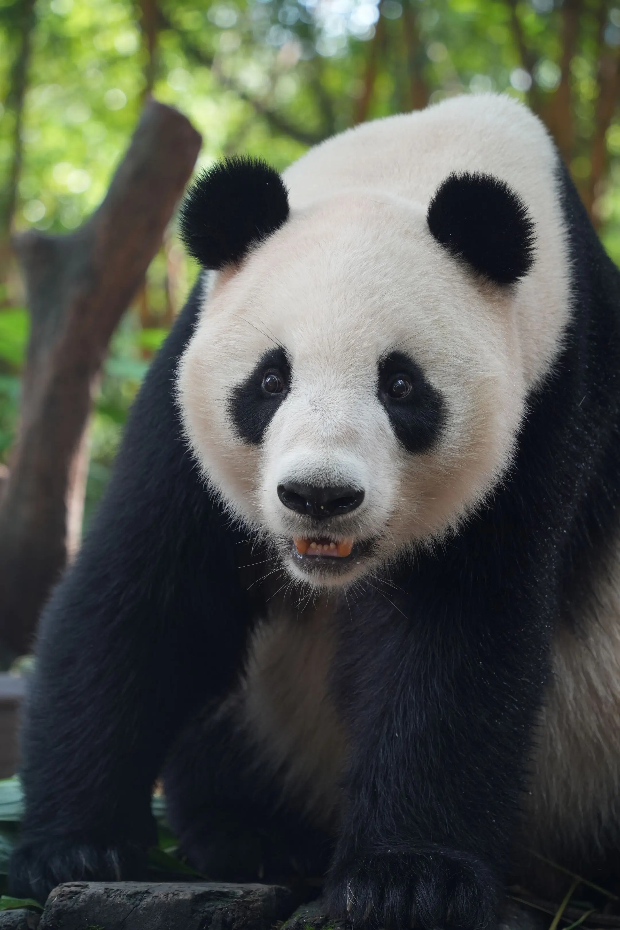 手长脚长的亲亲呀。