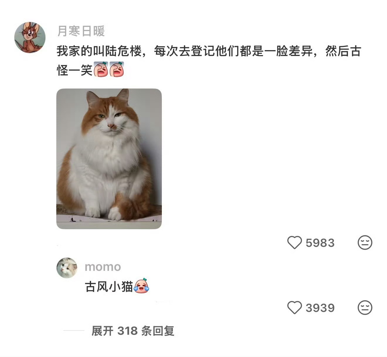不要再随便给猫起名字了 ​​​