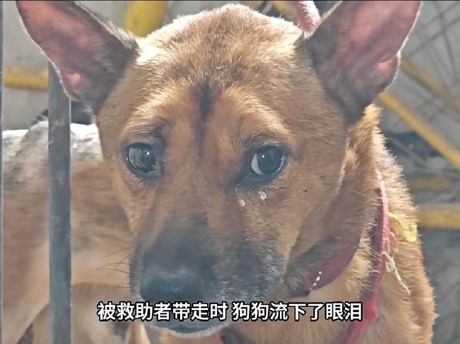 看不懂却疼到骨子里。
 
刷到重庆这位七旬独居老人和狗狗的故事，眼泪直接决堤。
