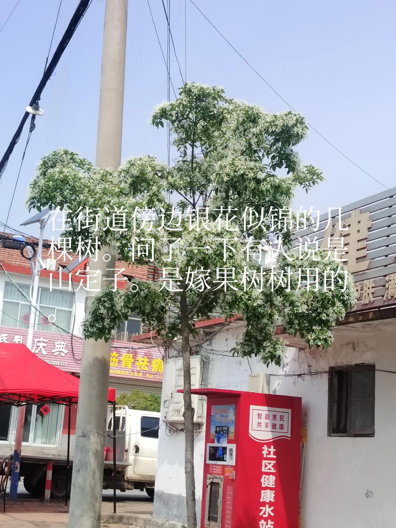 今日头条一一兔哥随手街拍成图。一树银花枝头累。