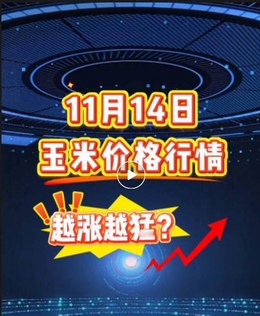 近期，玉米价格呈现南北联动上涨的态势。东北地区深加工企业普遍上调收购价，例如吉林