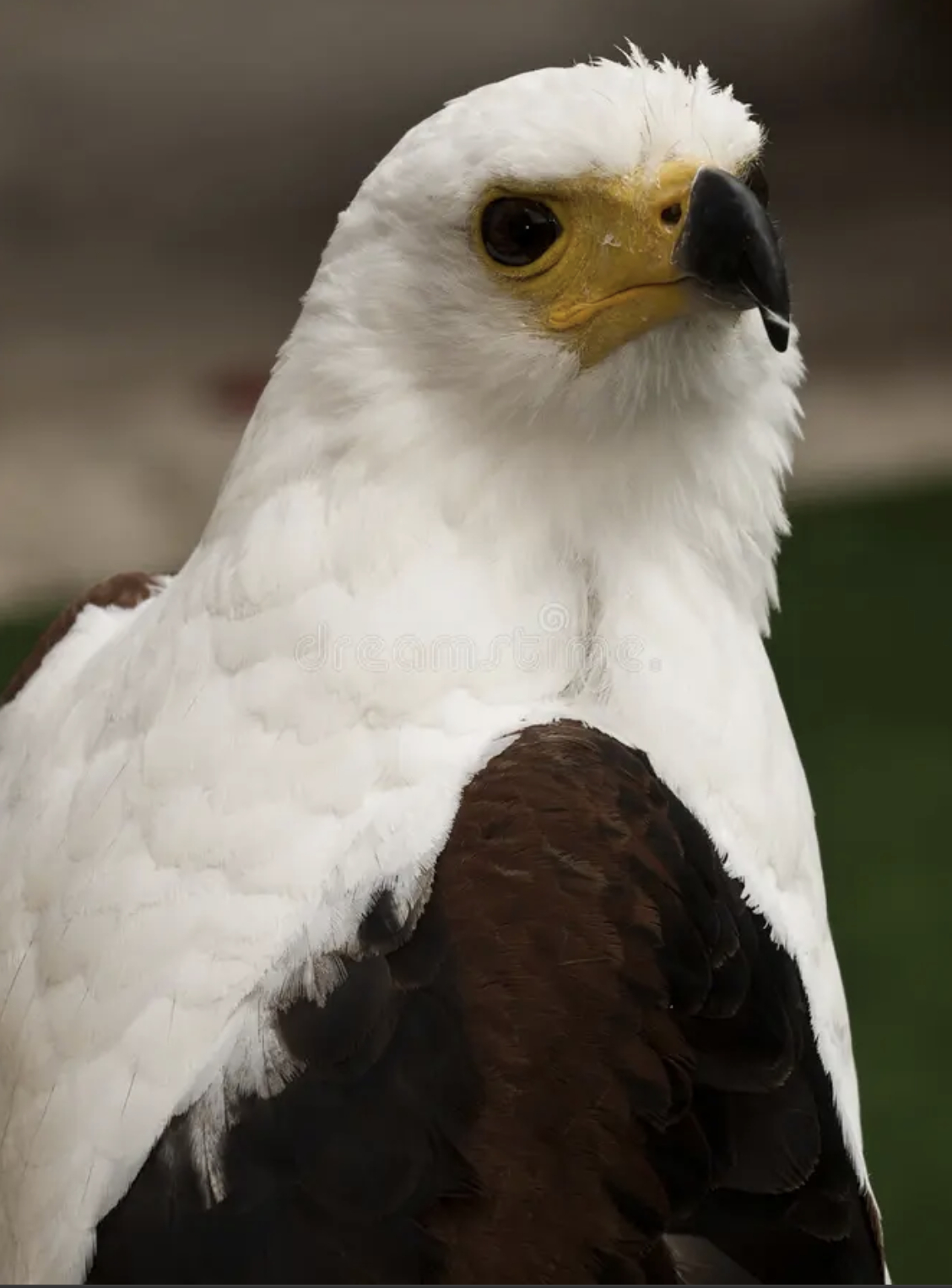 非洲鱼鹰~主要以鱼类为食，捕鱼技术高超~看起来比白头海呆要聪明秀气很多啊和蛇鹫有