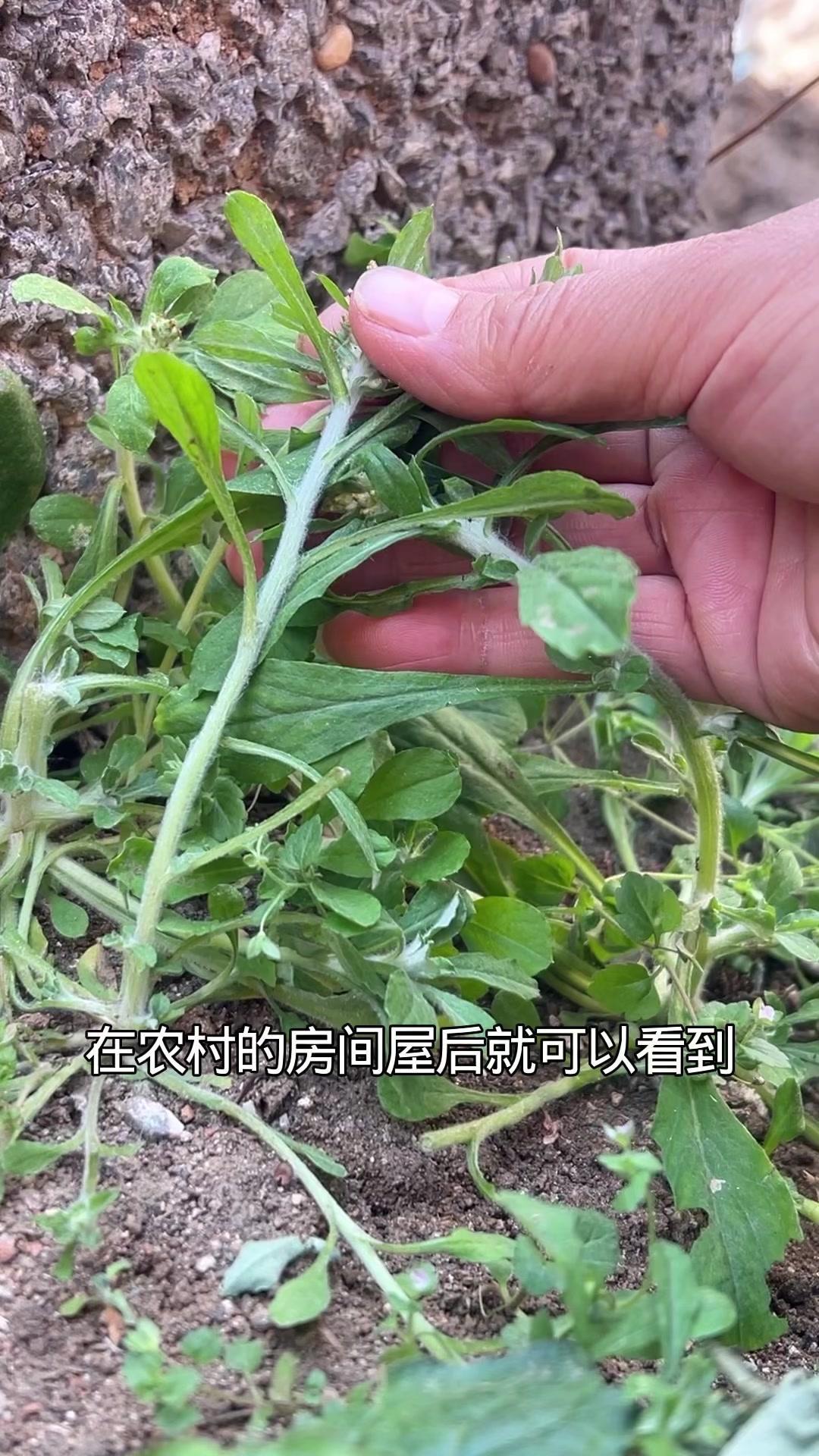大家看，这就是比艾草还香的鼠耳草。它的叶子像极了老鼠的耳朵，很形象吧？

1️⃣