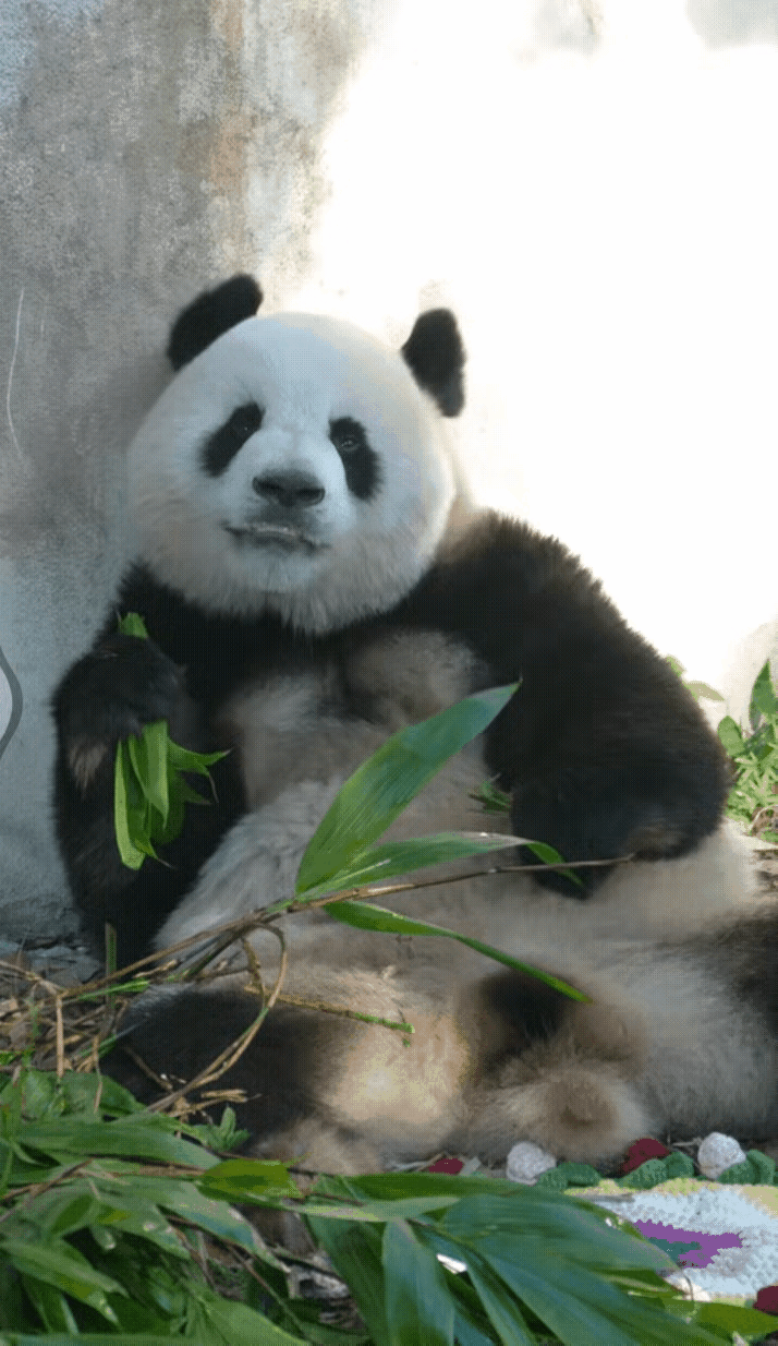 莽小五是不是360度无死角的完美小男孩？这小子现在完全是硬帅啊[爱慕]
窃以为：