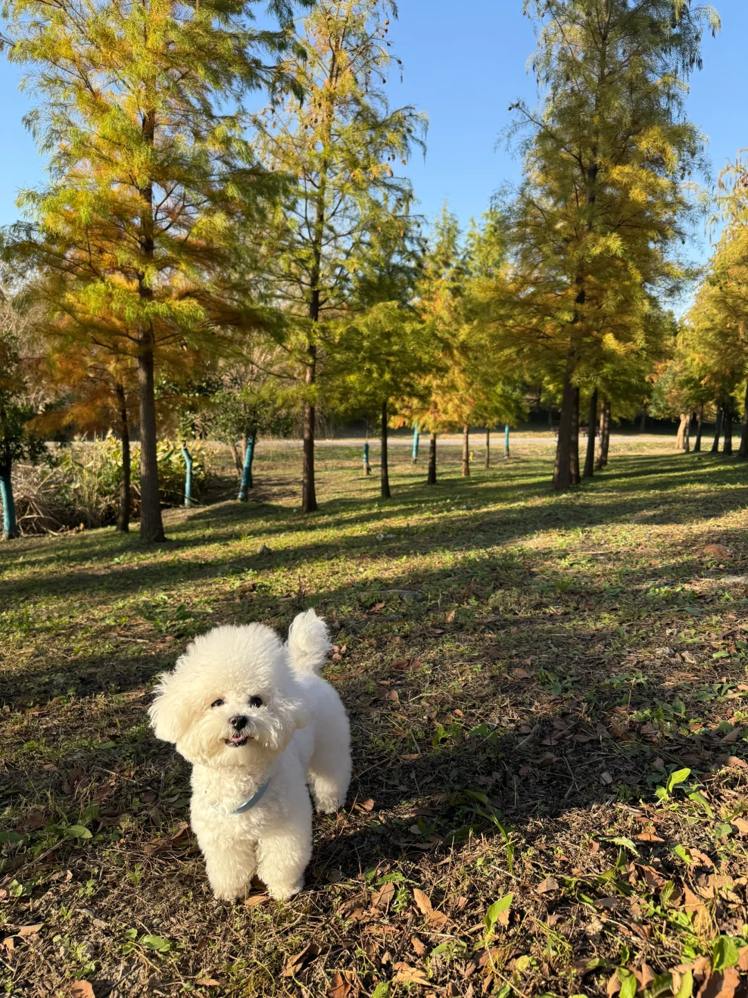 🍂小狗郊游｜米市渡郊野公园