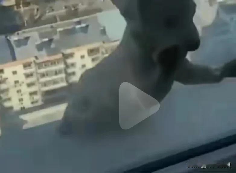 该学校学生四人在回家的路上看见一只流浪小狗抓回抱上高层楼，拴着脖子打开窗户提起绳