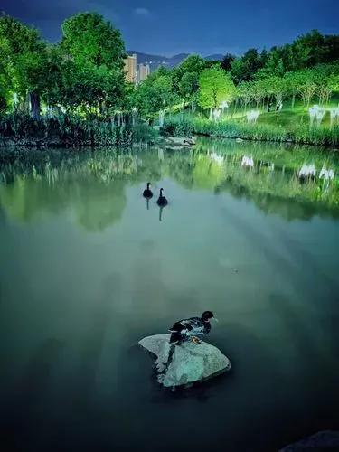 柳含烟·夏夜
文/莲花书院

檐花点，滴階前。
独坐南窗待月，柳深人静乱鸣蝉。

