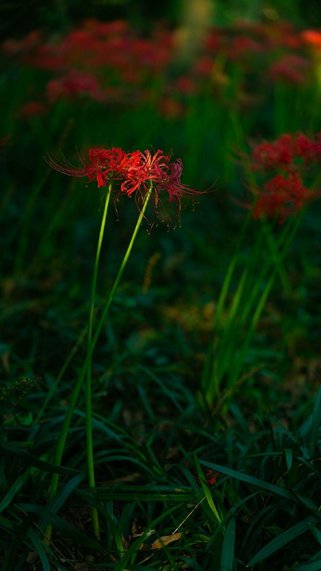 1，睡懒觉。累了一年，也该好好休息休息。
2，打麻将。平常工作忙，没时间也没精力