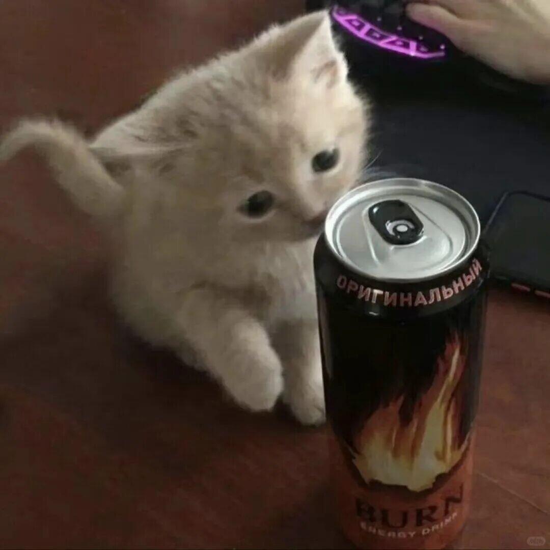 糊糊小猫🐈金秋壁纸大放送