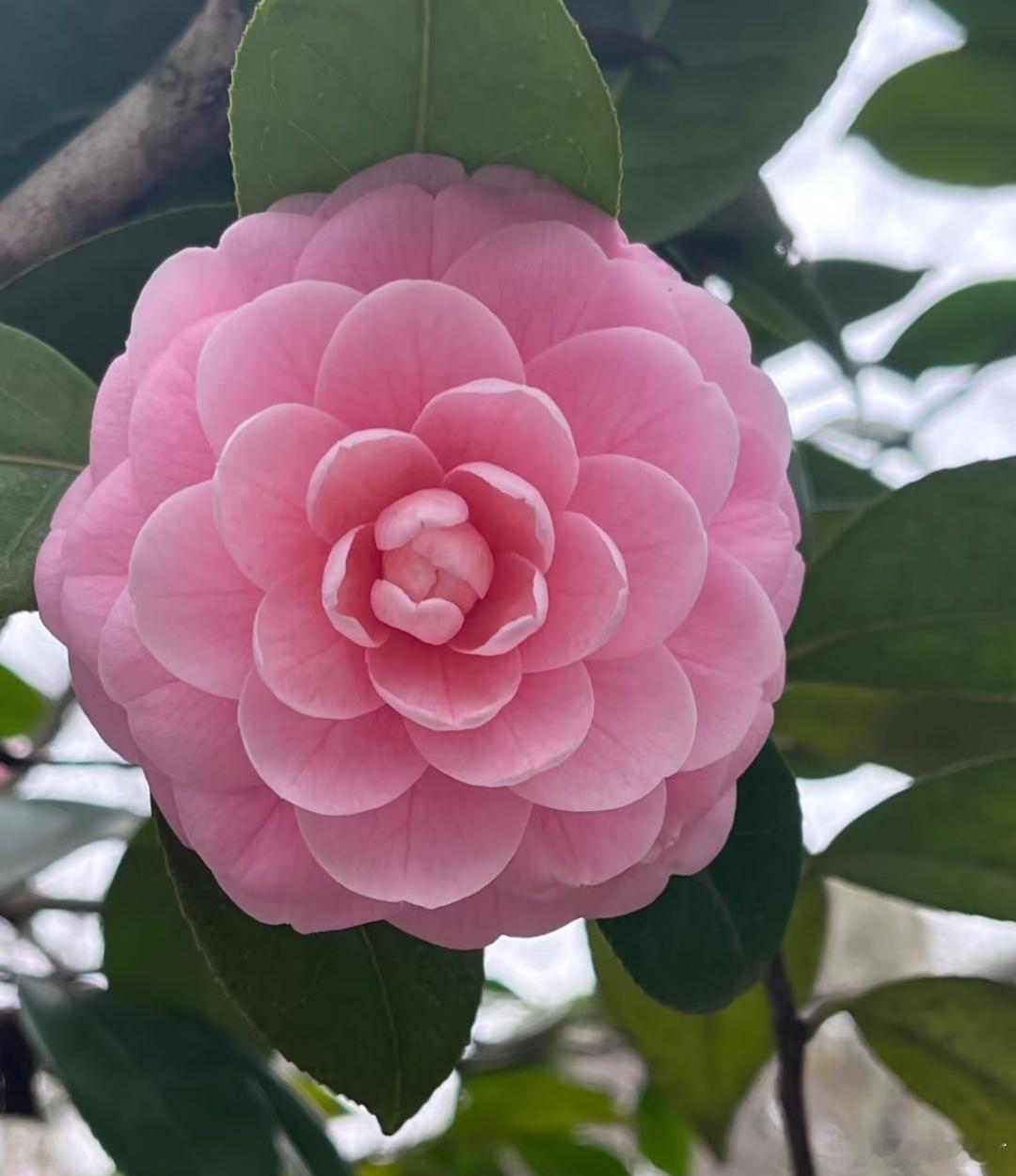 茶花  ，太惊艳了