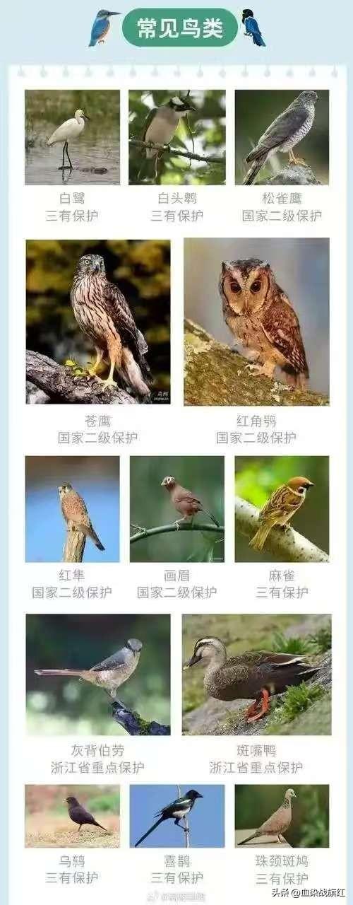 我们不是没有动物保护法，而是没有爱狗爱猫人士想要的动物保护法。我们的动物保护法保